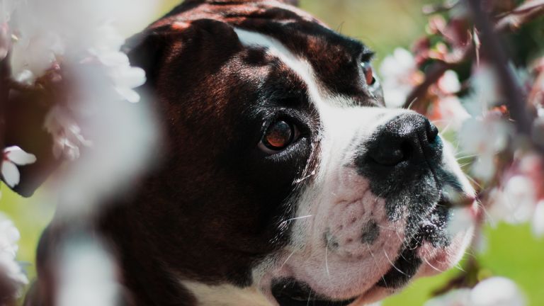 Hund in Strauch mit Blüten