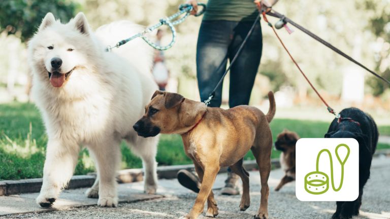 Hundesitter mit mehreren Hunden an der Leine