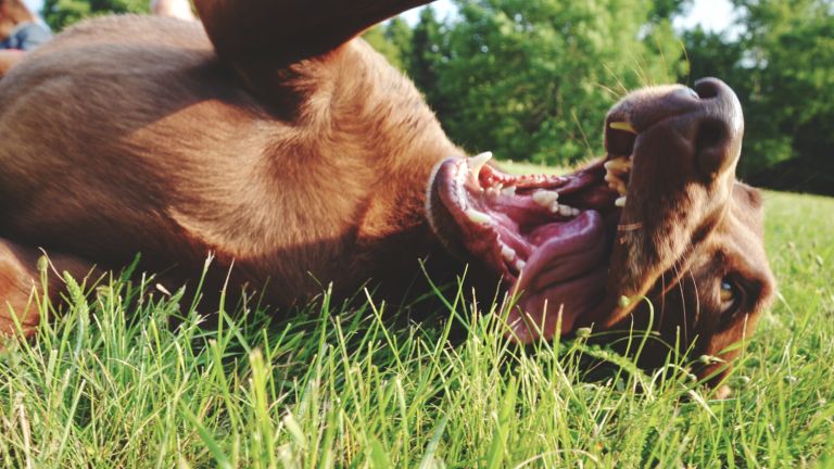 Grass mites in dogs in summer